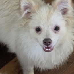 Cece - Beaver female Pomeranian puppy in El Centro, California from BabyBooPoms