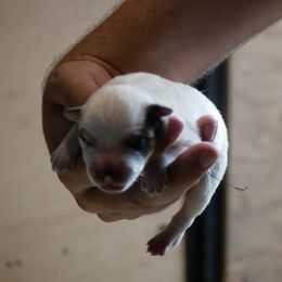 Comet - Blue mottled female Australian Cattle Dog puppy in Buffalo Valley, Tennessee from Buffalo Valley Breeders