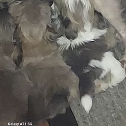 Shih Tzu Puppies from N.F.S.T Imperial ShihTzu Puppies.