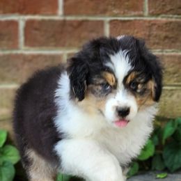 Australian Shepherd Puppies from Kelbrook Farm Australian Shepherds