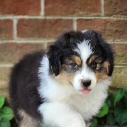Australian Shepherd Puppies from Kelbrook Farm Australian Shepherds