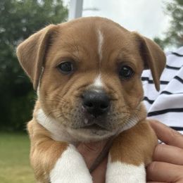 Tito - Red and white male Staffordshire Bull Terrier puppy in Chattanooga, Tennessee from Tier 1 Staffordshire Bull Terriers