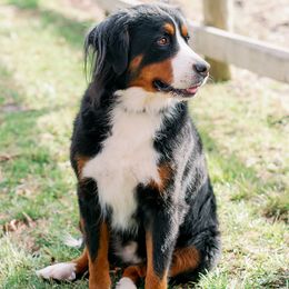 Willow - Bernese Mountain Dog