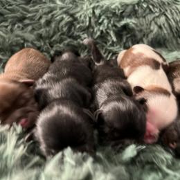 Shih Tzu Puppies from Jodi’s Shihtzus
