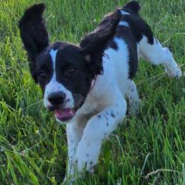 Firefighter - Black and white male English Springer Spaniel puppy in Palisade, Colorado from Bigfoot's Kennel