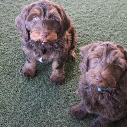 Rose Gold    pink collar - Chocolate female Australian Labradoodle puppy in Provo, Utah from EllsWORTH Labradoodles LLC