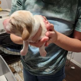 Pink - Lemon and white male Basset Hound puppy in Lucerne Valley, California from Seussorie of Puddle Pups