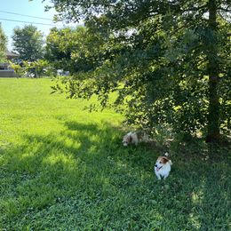 Russell Terrier Puppies from Norvell Kennels