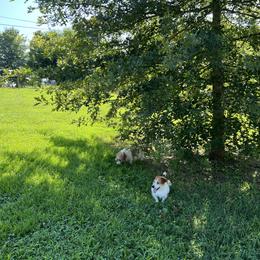 Russell Terrier Puppies from Norvell Kennels