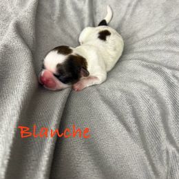 Blanch - Gold and white female Shih Tzu puppy in Vernon, New Jersey from Calta’s Cute Shih Tzu