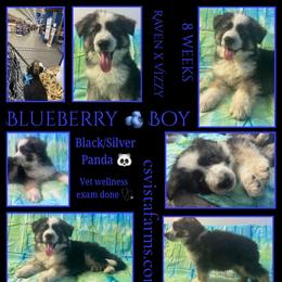 BLUEBERRY BOY - Panda male German Shepherd puppy in Apache Junction, Arizona from CS Vista Farms