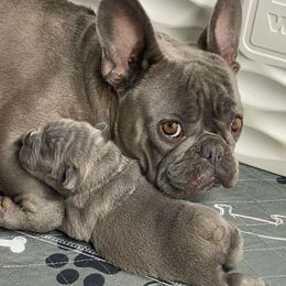 French Bulldogs from Va Frenchies