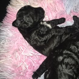 Poodle Puppies from Jm’s Precious Poodles