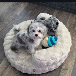 Shihpoo puppies from Route 66 Puppies