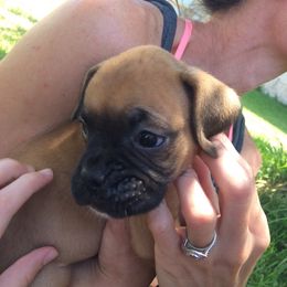 Boxer Puppies from Boxer Blessings Kennel