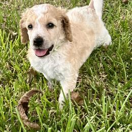 Polka - Parti male Poodle puppy in Spring, Texas from Alysia Saleice Estes