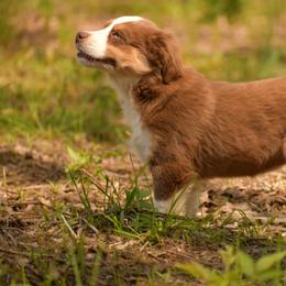 Miniature Australian Shepherd and Toy Australian Shepherd Puppies from Natural State Aussies