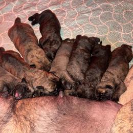 Boy 2 - Brindle male Mastiff puppy in Carthage, Missouri from Mama’s Mastiffs