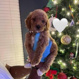 Sugar - Apricot female Goldendoodle puppy in Richmond, Texas from Harper’s Heartbeats