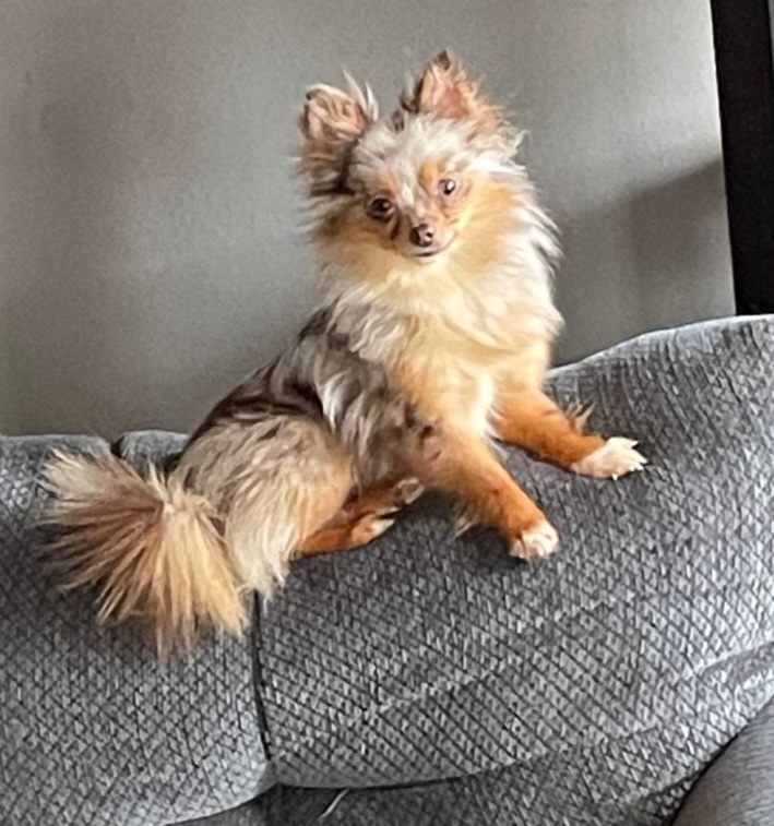 Zoe - Pomeranian