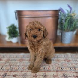 Green collar - Yellow and white male Bernedoodle puppy in Tom's Brook, Virginia from rising sun duck tollers