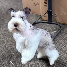 Dolla - Miniature Schnauzer