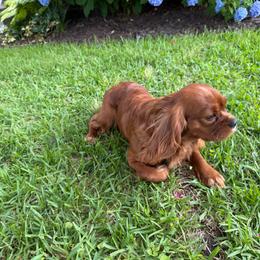 Leo - Cavalier King Charles Spaniel