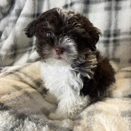 Clover - Chocolate female Havanese puppy in Starr, South Carolina from Home with Havanese