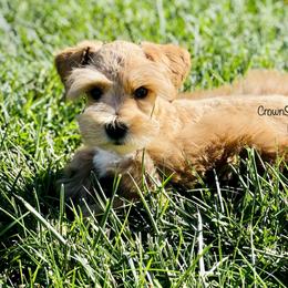 Miniature Schnauzer Puppies from Crown Schnauzers KC