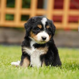 Dexter - Black tri-color male Aussiedoodle puppy in Spokane, Washington from Lilac City Doodles