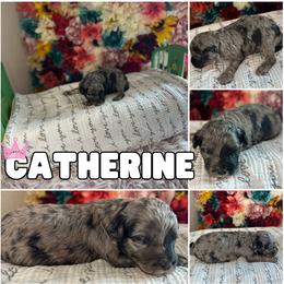 Catherine - Merle female Cavapoo puppy in Thorndale, Texas from Hattie’s Texas Cavapoos