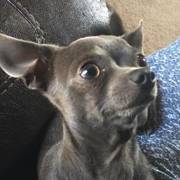 Sarge  - Chihuahua
