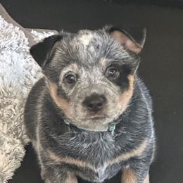 Girl 2 - Blue Australian Cattle Dog puppy in Genoa, Nevada from Mountain Blue Heelers