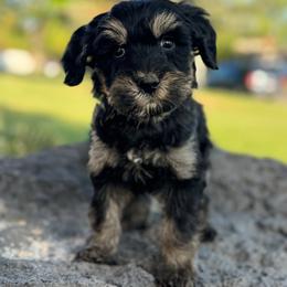 Texas1 (Red) - male Golden Mountain Doodle puppy in Twin Falls, Idaho from Magic Valley Family Doodles