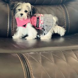 Morkie and Yorkshire Terrier Puppies from Jewels Yorkshire’s