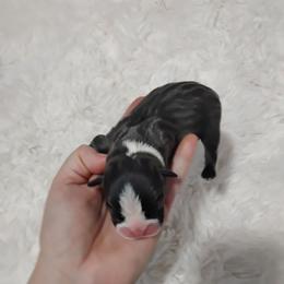 Blue male 4 - Blue male Boston Terrier puppy in Catawba, North Carolina from Lil Wiggles Boston Terriers