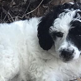 Poodles from Macdoodle Kennel