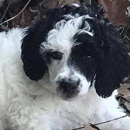 Poodles from Macdoodle Kennel