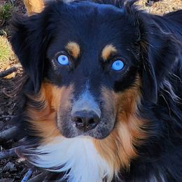 Miniature Australian Shepherd and Toy Australian Shepherd Puppies from Miller Hill Aussies