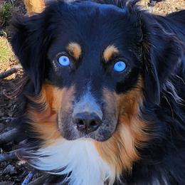 Miniature Australian Shepherd and Toy Australian Shepherd Puppies from Miller Hill Aussies