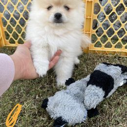 Pomeranian Puppies from Brumback Poms