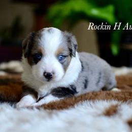 Bmf 2 - Blue merle female Toy Australian Shepherd puppy in Russellville, Arkansas from Rockin H Aussies