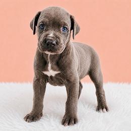 Dottie - Black brindle female Cane Corso puppy in Haslet, Texas from Trained To Go Corso Kennels (T.T.G. Corso Kennels)