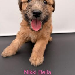 Nikki Bella - Wheaten female Soft Coated Wheaten Terrier puppy in Grand Prairie, Texas from Wonderful Wheatens