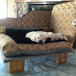 "Faint with me😌🥰❤️🐾🐾" Golden Retriever Puppies from Snow Walker Goldens
