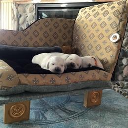 "Faint with me😌🥰❤️🐾🐾" Golden Retriever Puppies from Snow Walker Goldens