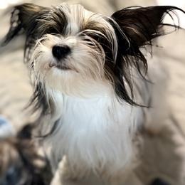 Pixie - Yorkshire Terrier