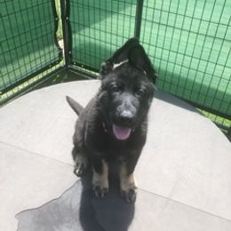 German Shepherd Puppies from Christian Collins
