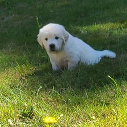 Australian Shepherd, Golden Retriever, and Mastiff Puppies from Barking Creek Ranch