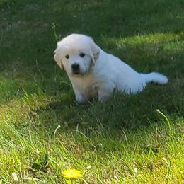 Australian Shepherd, Golden Retriever, and Mastiff Puppies from Barking Creek Ranch